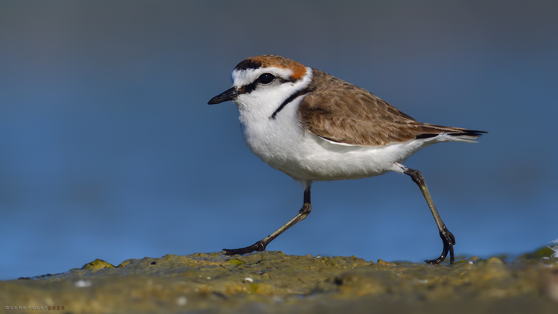 Kentish Plover